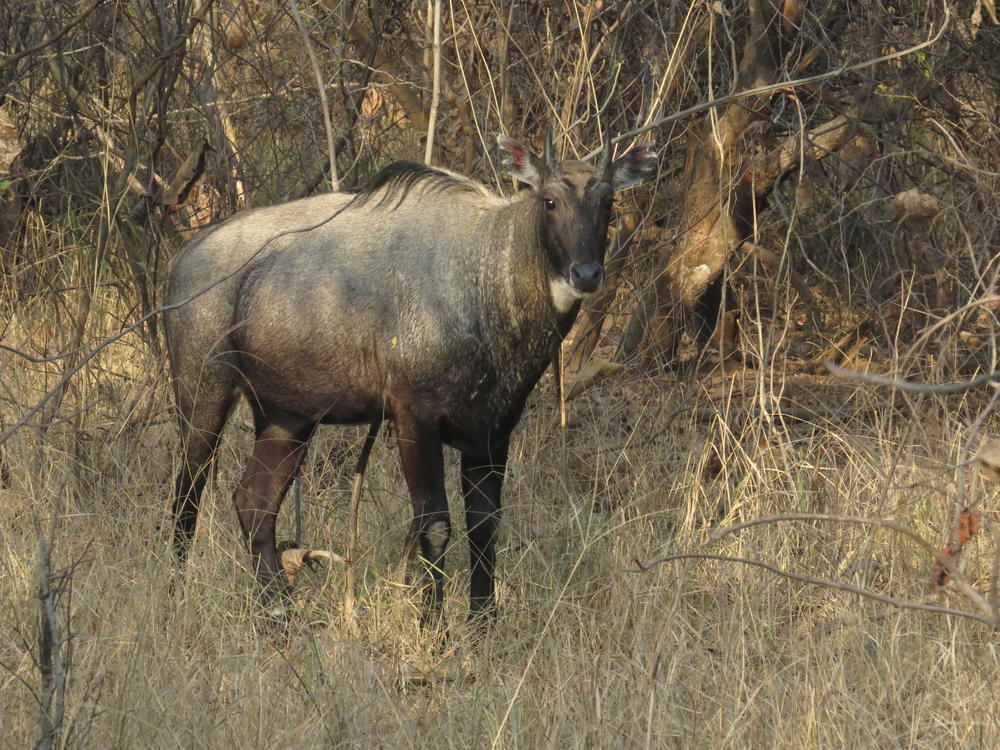 Blue bull antelope, Panna National Park