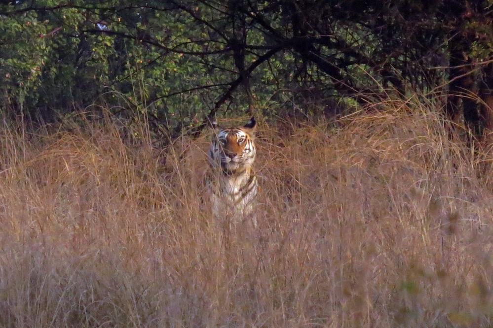 And our first up close glimpse of a Bengal Tiger, Panna National Park