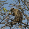 Langur monkey enjoying a snack, Panna National Park