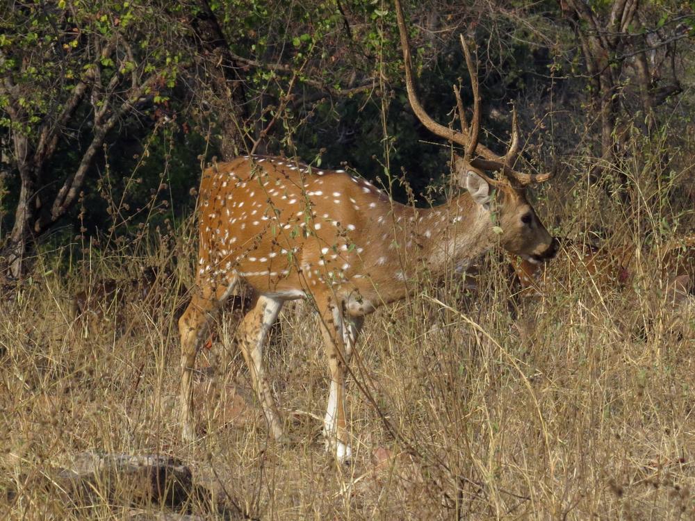Spotted deer buck, Panna National Park