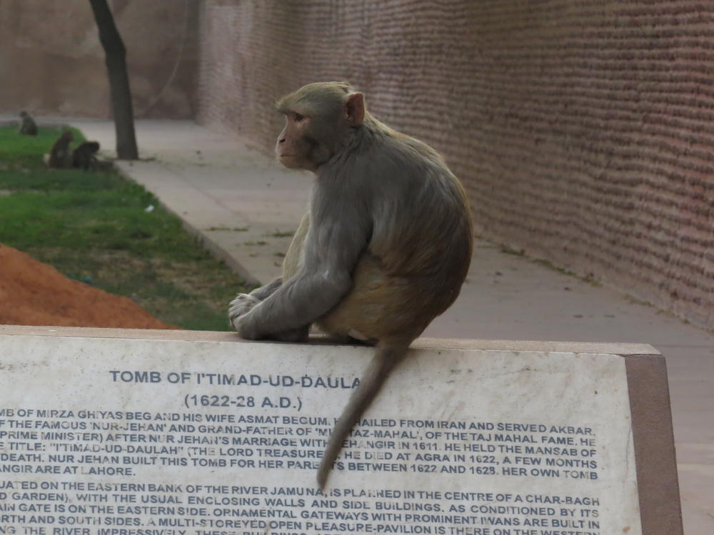 Mean monkey keeping watch at The Tomb of Itimad Ud Daulah, Agra