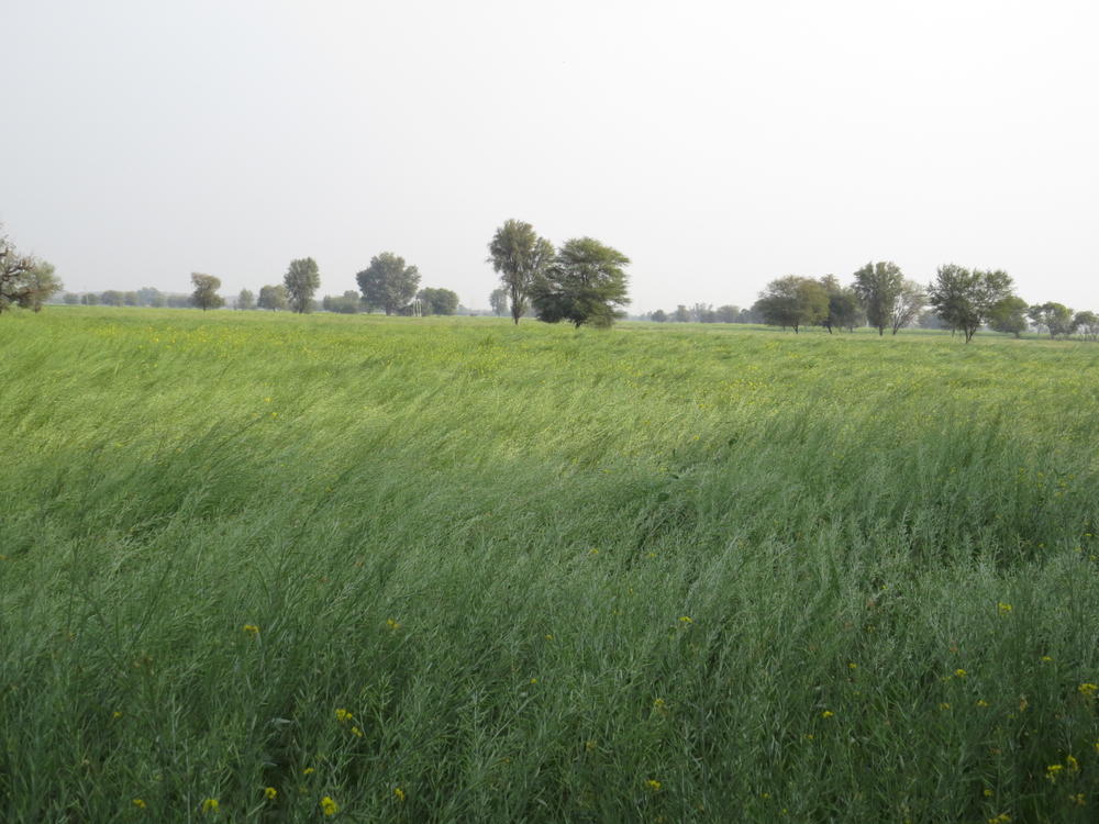 The rich farmland of Rajasthan.  A field of canola