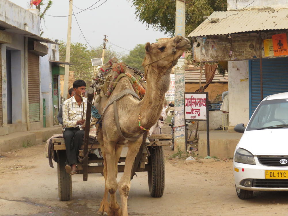Camels are still commonly use for transporation in rural India, especially Rajasthan