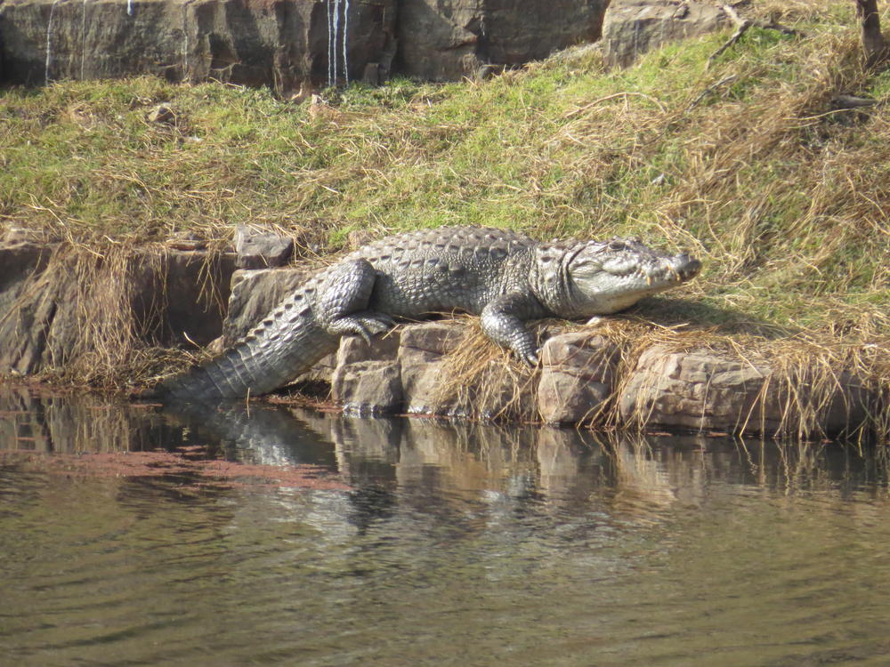 Crocodile, Rathambore National Park