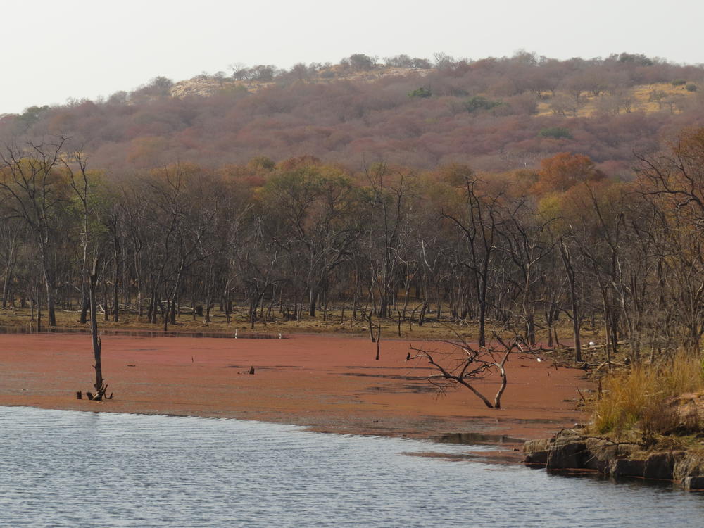 Lagoon and forests, Rathambore National Park
