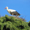 White stork on her nest, Madrid.  She was regurgitating food to her chicks.