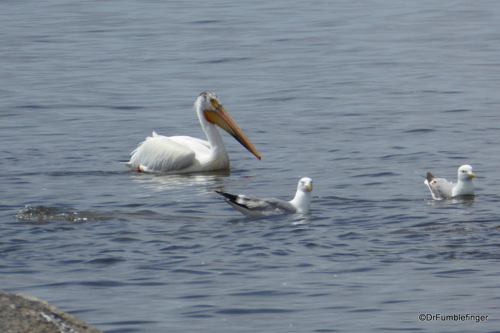 American White Pelican and seagull, Lake Winnipeg