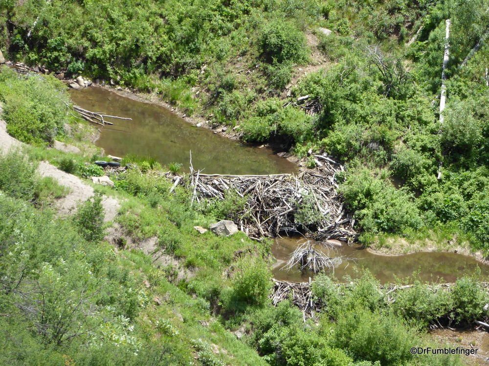 Beaver dam on creek near Gilman, Colorado