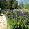 The lupine and columbine are in full bloom in Vail