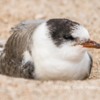 Juvenile Tern, Warkworth, Northumberland.