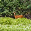 Roe Deer, Northumberland