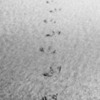 Walk this way! Herring Gull footprints in the sand, Warkworth Beach Northumberland.