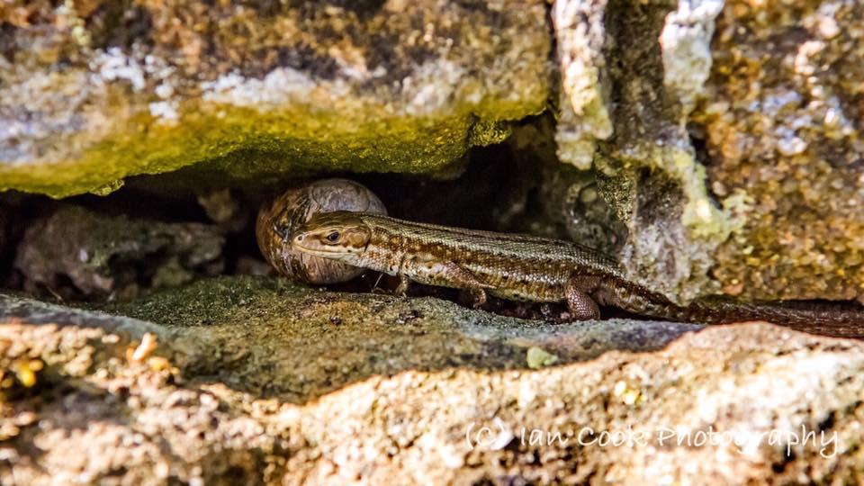 Common Lizard, Warkworth, Northumberland, UK