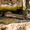 Common Lizard, Warkworth, Northumberland, UK