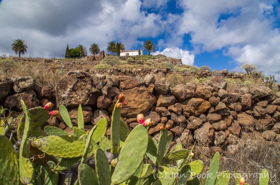 Prickly Pear Cactus and Tejiade Church, Gomera, Canary Islands, Spain