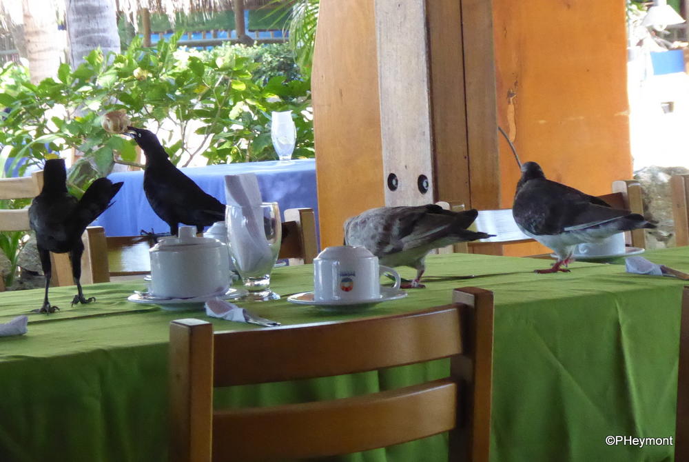 Bold Birds at Breakfast