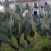 Cactus in Palermo