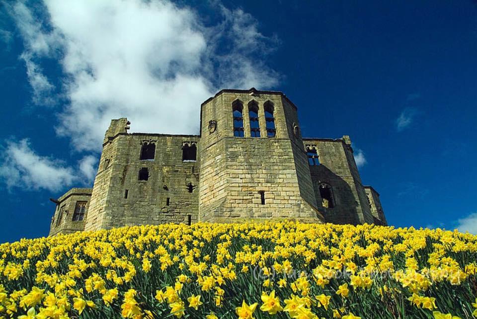 Warkworth Castle Daffodils, Northumberland.