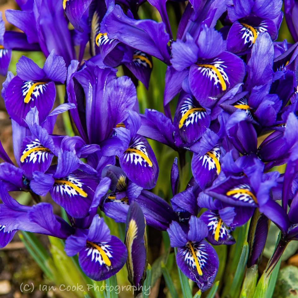 Dwarfe Iris 'Pixie', The Alnwick Garden, Northumberland.
