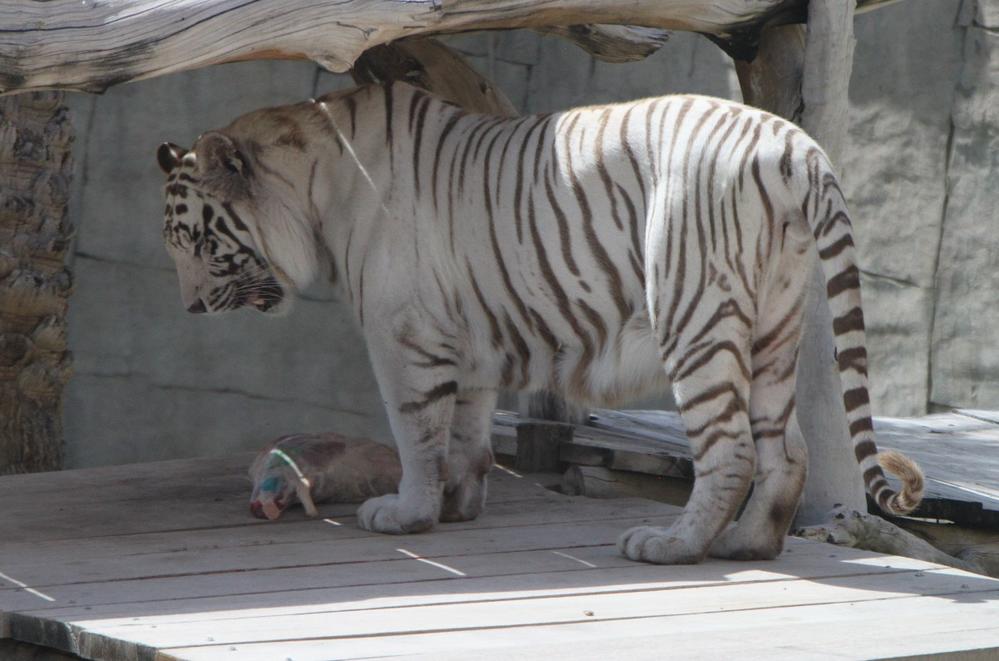 White tiger getting its lunch, Al Ain zoo, Abu Dhabi