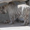 White tiger getting its lunch, Al Ain zoo, Abu Dhabi