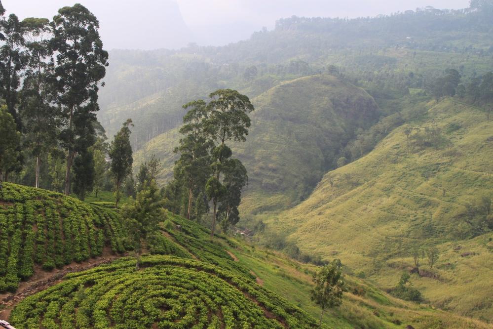 The amazing tea country of central Sri Lanka
