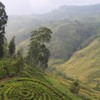The amazing tea country of central Sri Lanka