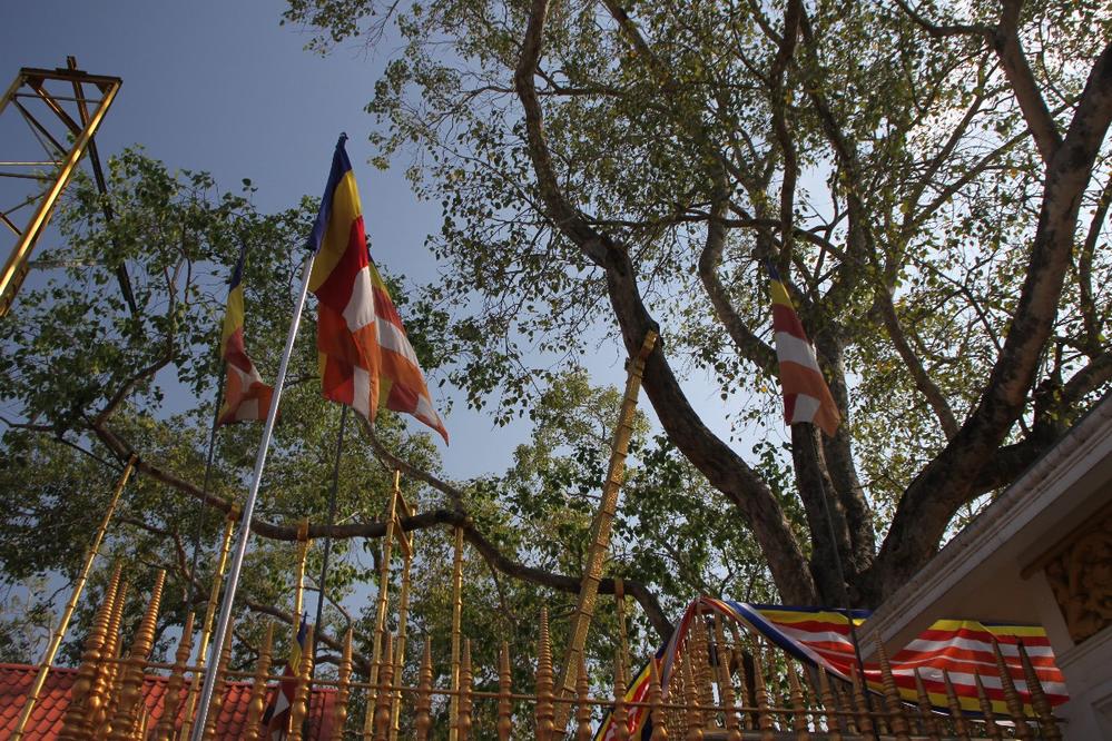 The sacred Bodhi tree, Anuradhapura, Sri Lanka