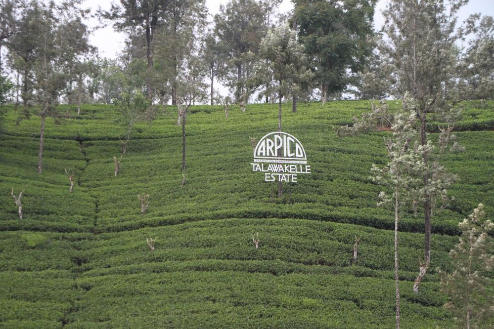 One of many tea plantations in the Hill Country of Sri Lanka