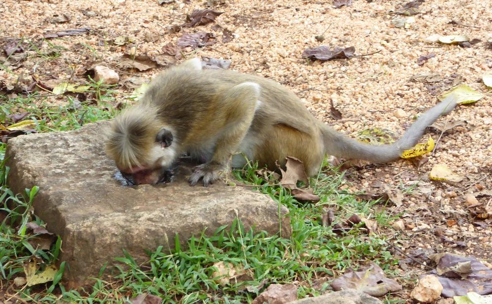 Monkey enjoying a refreshing drink among the ruins of Polonnaruwa, Sri Lanka