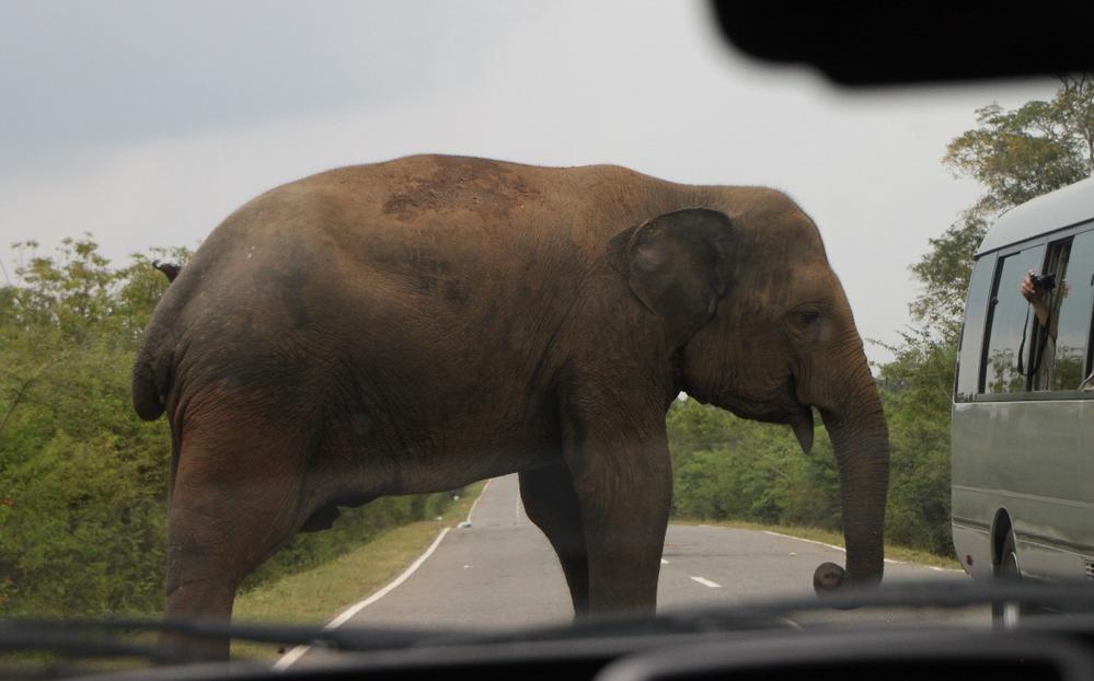 Spotted on the Road.  Wild elephant, southern Sri Lanka