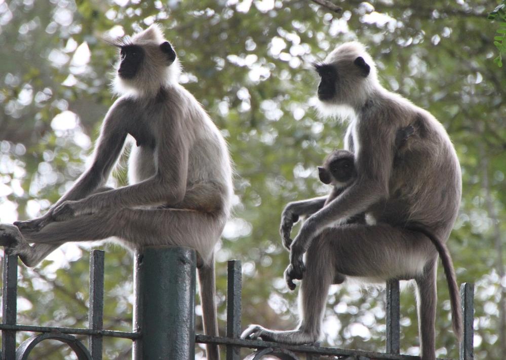 Gray Langur monkeys sitting beside the road, southern Sri Lanka