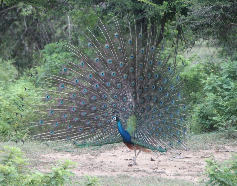 Wild peacock putting on a show, Yala National Park