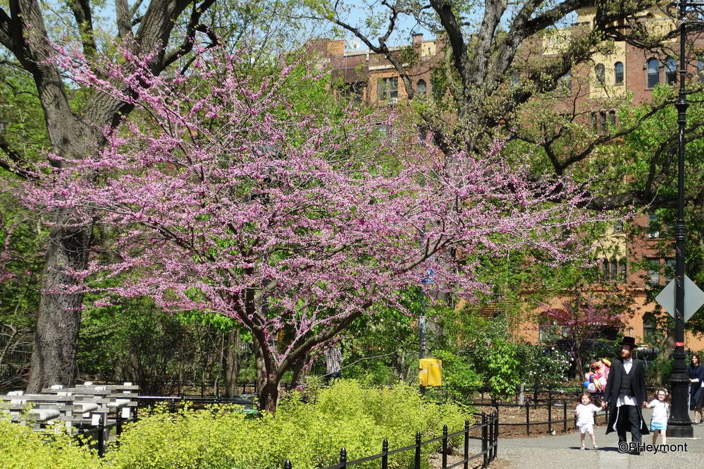 Spring Colors, Prospect Park, Brooklyn