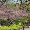 Spring Colors, Prospect Park, Brooklyn