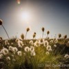 Cotton Grass in the late evening sun, Northumberland.