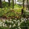 Tulips, The Alnwick Garden, Northumberland.