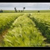 Barley field, Warkworth, Northumberland