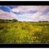 Buttercup Meadow. Alnwick Farm, Alnwick Castle Northumberland.