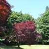 Japanese Maples, Stanley Park, Vancouver