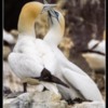 Gannets Bass Rock. Sky pointing and bill tapping - meet and greet when returning to their nesting.