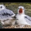 Kittiwakes chicks, Northumberland.
