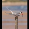 Arctic Tern, Long Nanny, Northumberland.
