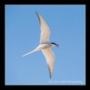 Arctic Tern, Long Nanny, Northumberland.