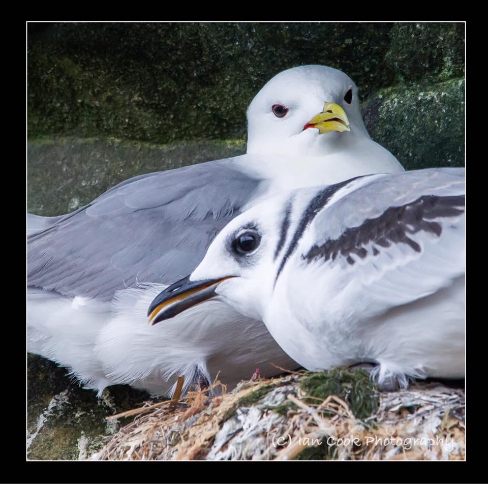 Kittiwakes, Braidcarr Point, North Sunderland, Northumberland. Juvenile in foreground adult bird at the rear.