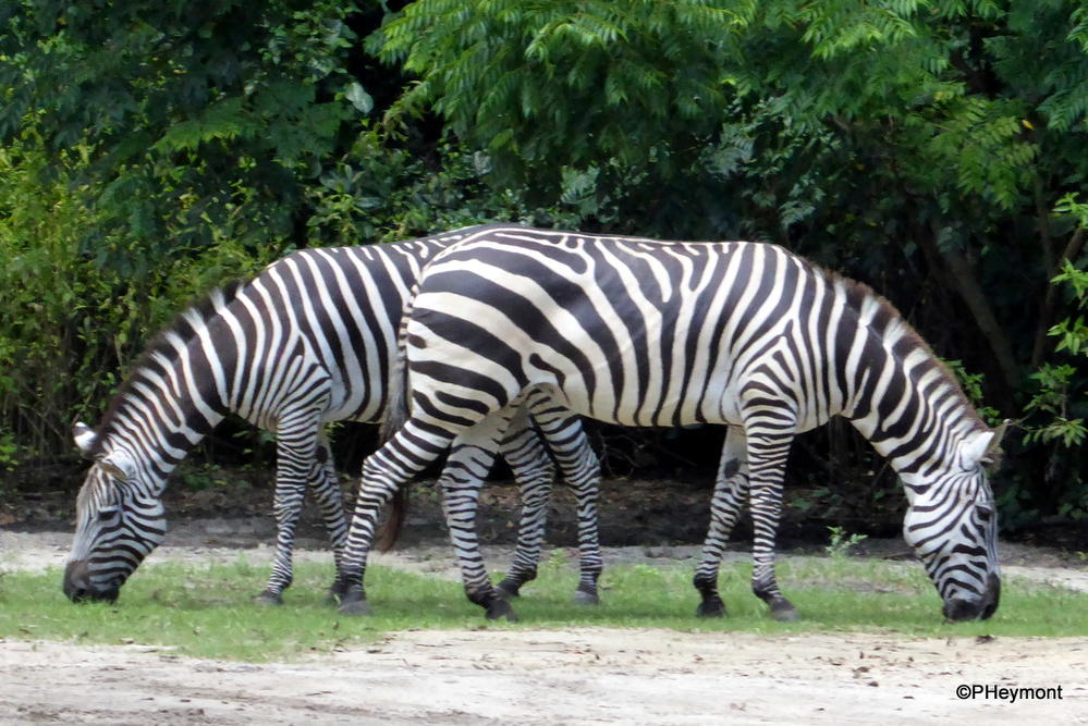 Two-Way Traffic on the Zebra Trail