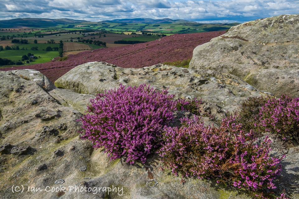 The Cheviots Northumberland. From the Crags near Hobs Mill, Thrunton Woods.