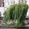 Weeping Willow, Strasbourg