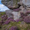 Weathered Crags and Heather, Thrunton Woods, Northumberland