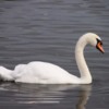 Swan on the Serpentine, Hyde Park, London